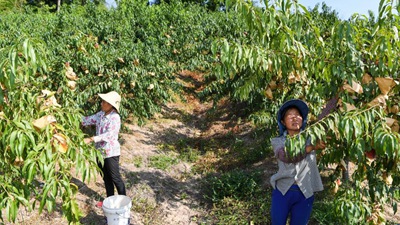 重慶萬州：桃、李產業美了山鄉富了民