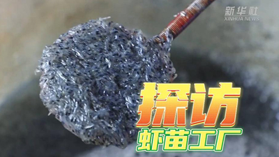 這個工廠，每天銷售蝦苗約2000萬尾