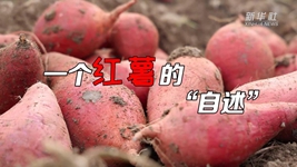 想看看紅薯的“鍍金”之旅嗎？來聽聽“自述”吧！