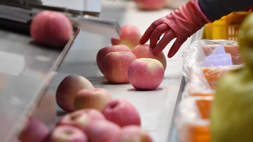 延安蘋果產業發展觀察：小蘋果，讓老鄉們生活越來越紅火