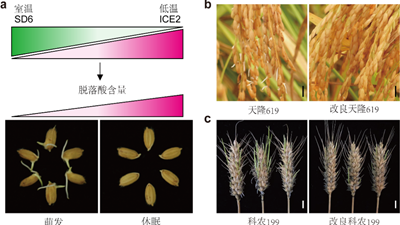 我國科學家找到調控水稻、小麥穗發芽的“開關”