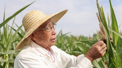 87歲，他在三亞南繁又一年