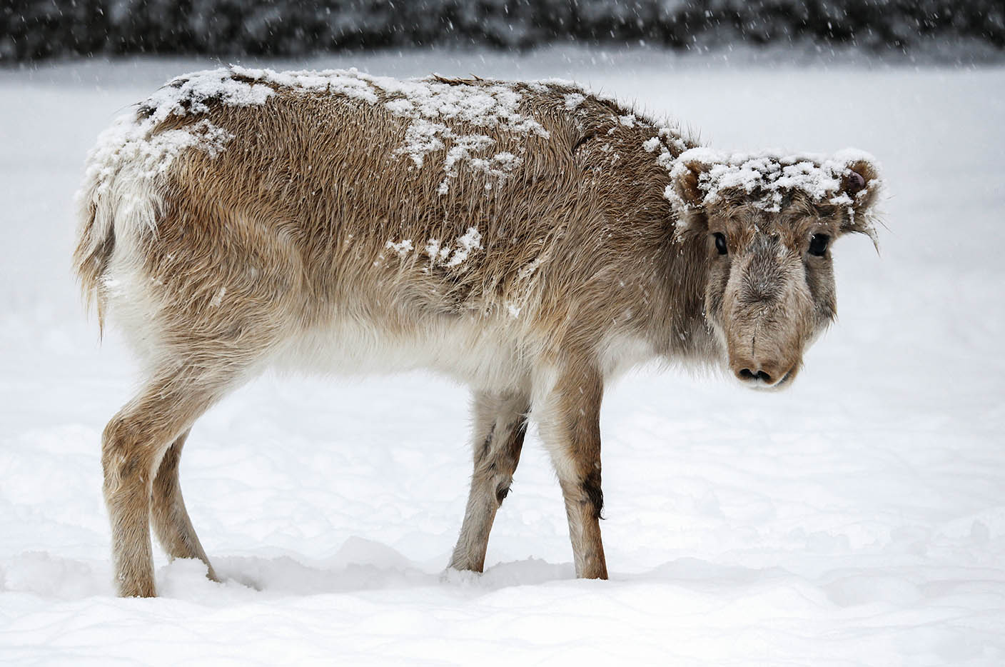 走出瀕危：賽加羚羊的命運傳奇