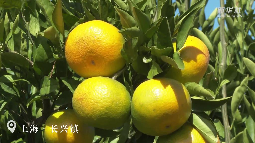 上海：橘子紅了！碩果滿園迎豐收