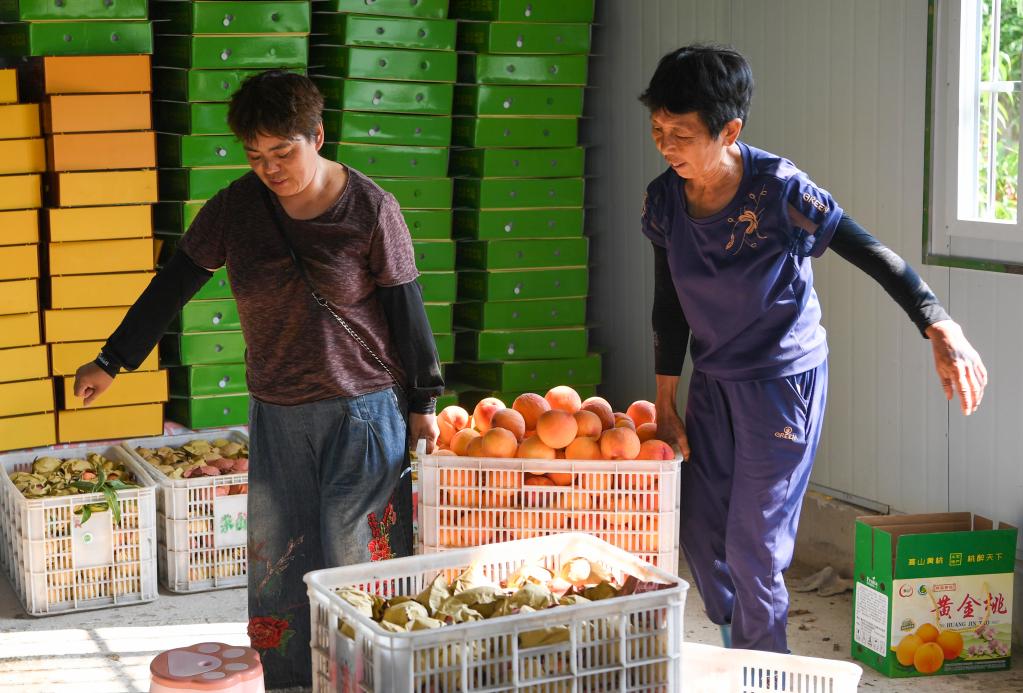 新華全媒+｜重慶萬州：桃、李產業美了山鄉富了民
