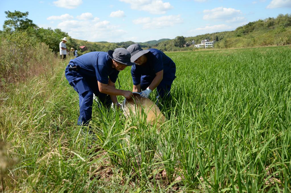 烈日下，為干旱的稻田送來灌溉用水——湖南衡陽抽水保灌一線見聞