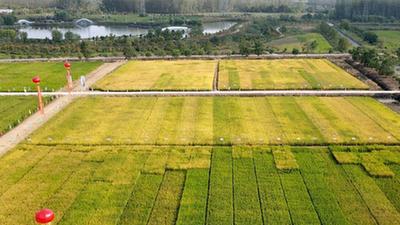 新華全媒+丨節水穩產、降污減碳的節水抗旱稻