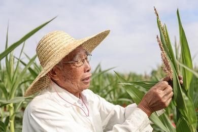 新華全媒+丨87歲，他在三亞南繁又一年