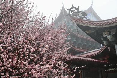 立春時節 古寺花香