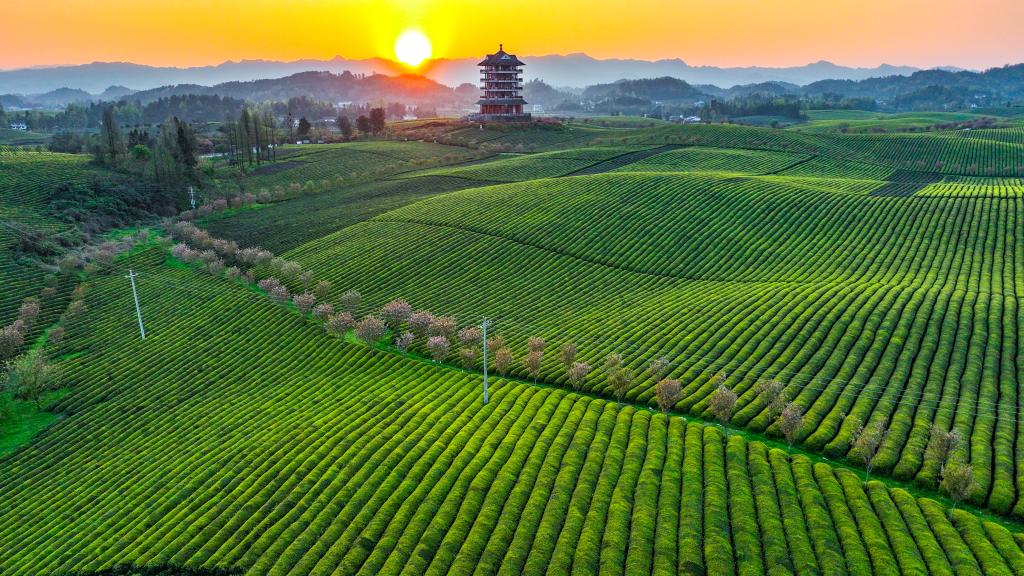 新華全媒+丨萬畝茶海里，一片清明茶的成材之旅