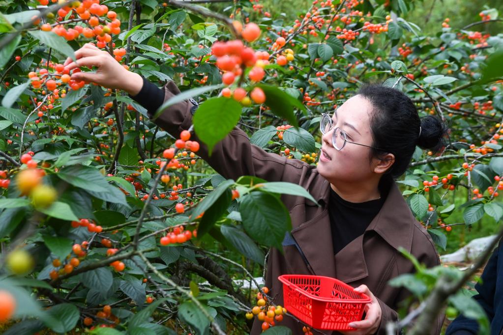 杭州臨安：特色櫻桃產業助推鄉村產業振興