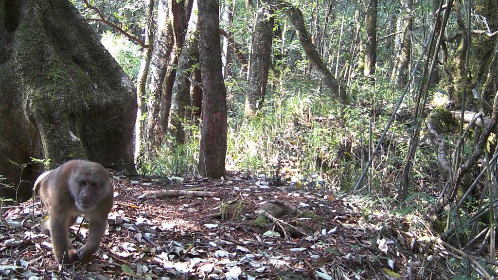 國道之行 從雪山奔向大海｜高黎貢山，該讓這些寶貝“亮相”了