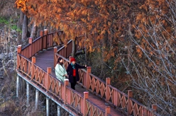 江蘇盱眙：舟行紅杉間 人在畫中游
