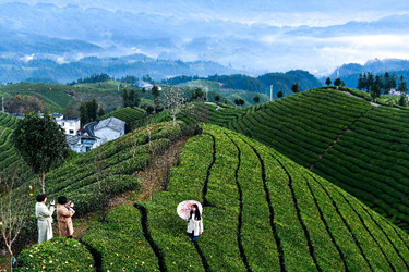 湖北鶴峰：鄉村茶園振興新畫卷