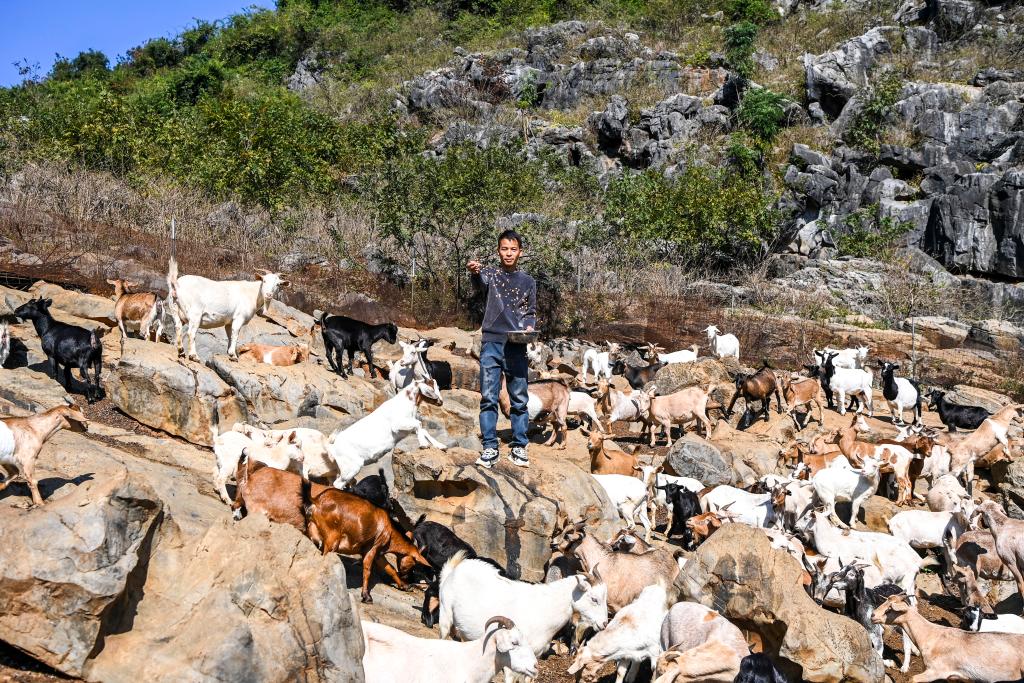 廣西鐘山：以產業振興助力鄉村振興