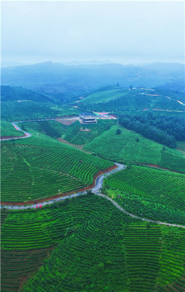 在“世界上最大的連片茶園”，來一次深度茶香旅！