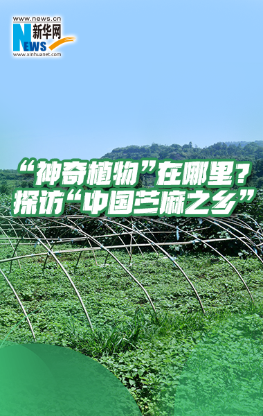 “神奇植物”在哪里？探訪“中國苧麻之鄉”