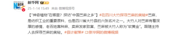 “神奇植物”在哪里？探訪“中國苧麻之鄉”