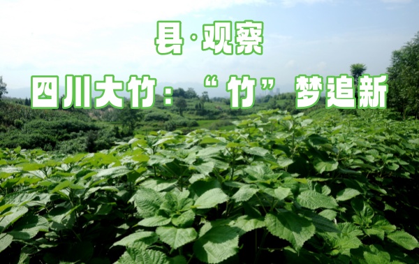 縣·觀察｜四川大竹：“竹”夢追新