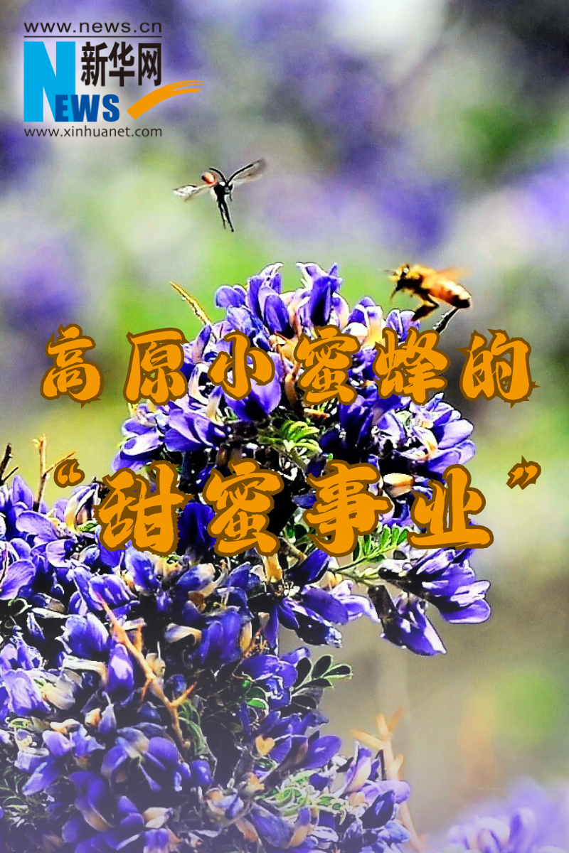 高原小蜜蜂的“甜蜜事業”