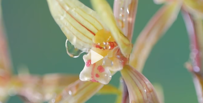 蘭陵蹚出“農文旅體”融合發展新路徑