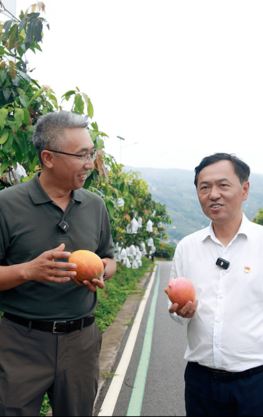 來華坪，嘗芒果
