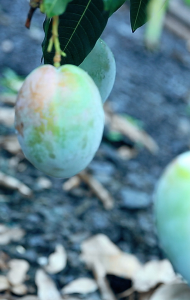 麗江華坪：從“煤城”到“芒鄉”的綠色蝶變