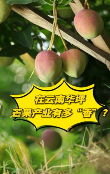 在云南華坪，芒果產業有多“香”？