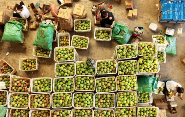 縣·觀察｜云南華坪：“黑色煤城”蝶變為“綠色芒鄉”