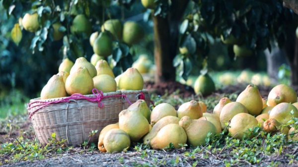 時政鏡距離丨一顆柚子里的農業現代化