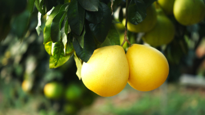 第1視點丨鄉村振興路 金柚正飄香