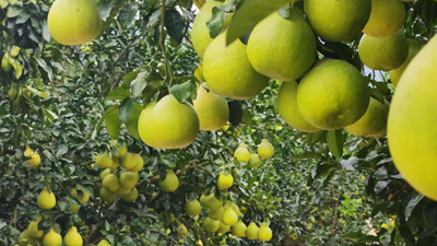 和總書記面對面丨我們的生活像金柚一樣甜美