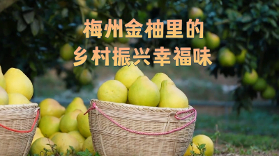 梅州金柚里的鄉村振興幸福味