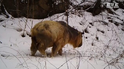求偶遇！秦嶺野生動物的“盲盒”這樣開