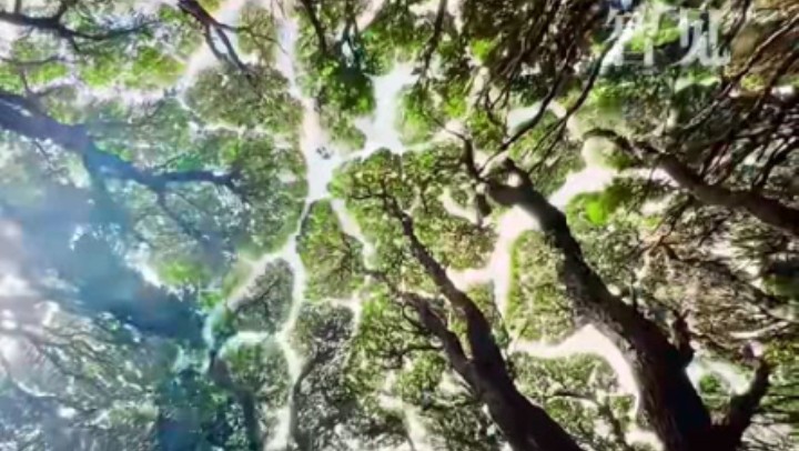樹木為何會相互“禮讓”？