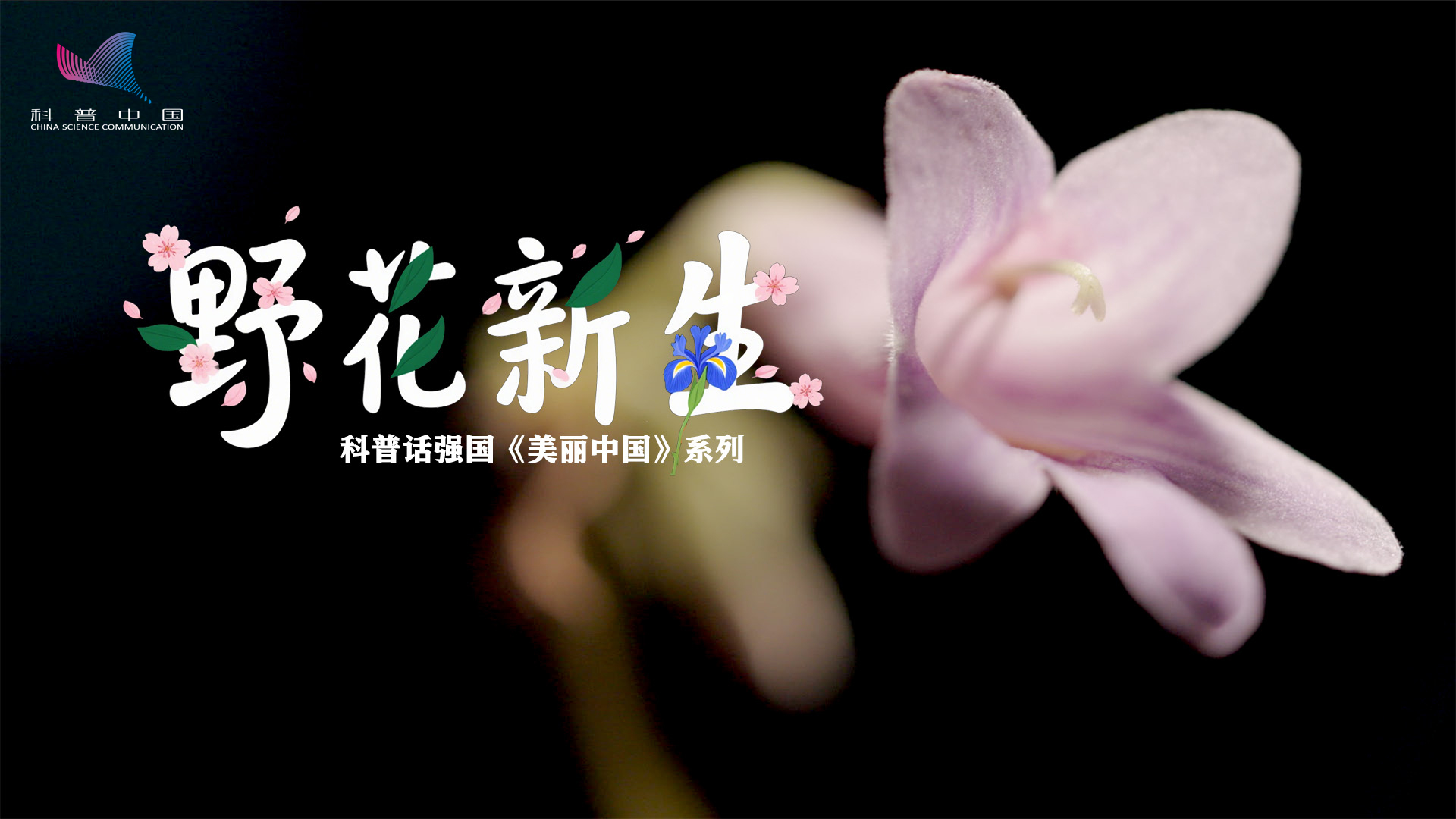 科普話強國丨野花新生