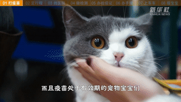 帶萌寵坐火車？你需要知道這些事！