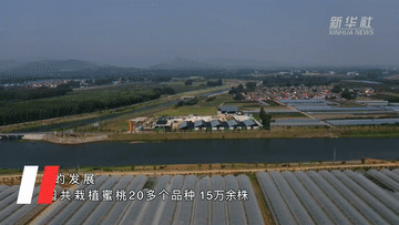 一顆蜜桃背后的“鄉村振興經”