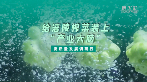一顆青菜頭，緣何長出百億產業？