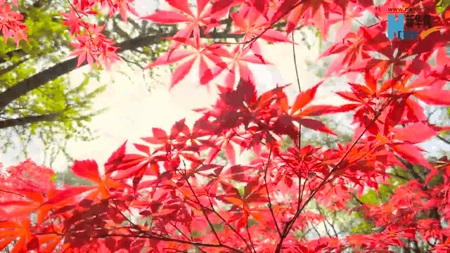 霜降|這一抹秋色，溫暖了山川與歲月