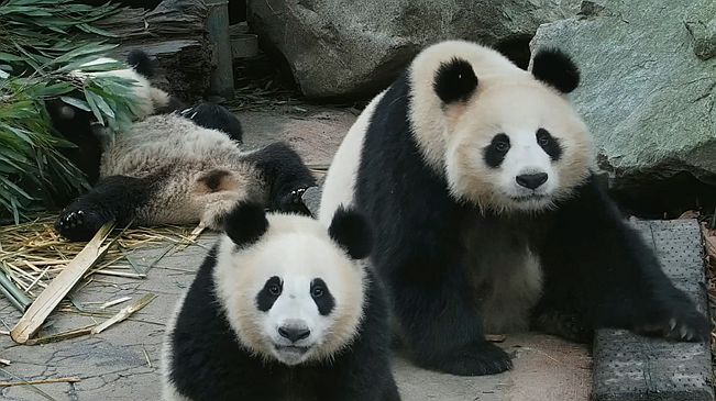 同時被兩只大熊貓盯上是什么體驗？