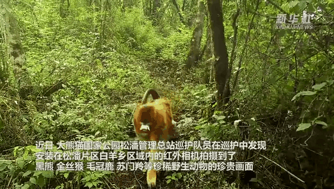 珍貴畫面曝光！野生動物頻頻“上鏡”