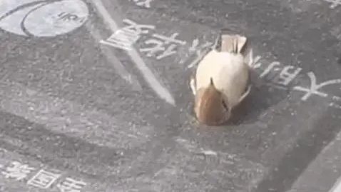 “小鳥躺平看天空”？真相有點難過