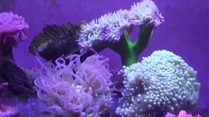 多地海關聯合破獲石珊瑚走私案件