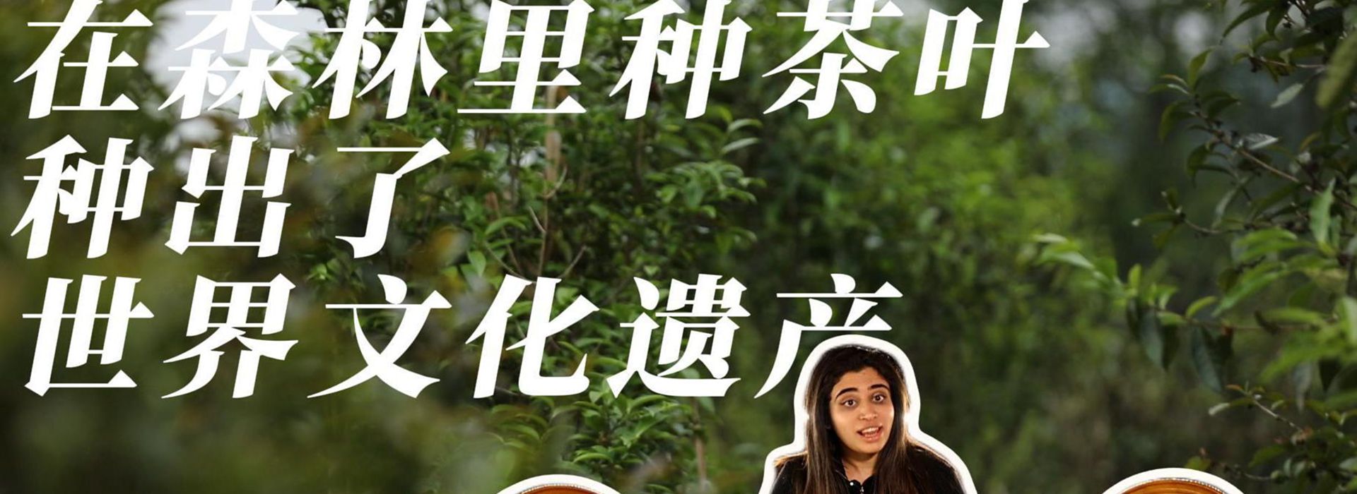洋洋大觀｜在森林里種茶葉，種出了世界文化遺產