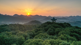 國際森林日丨提升生態碳匯能力，植樹造林怎么干？